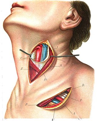 <span class="mw-page-title-main">Superior thyroid artery</span>