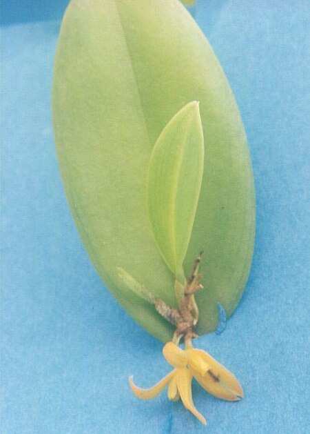 Pleurothallis