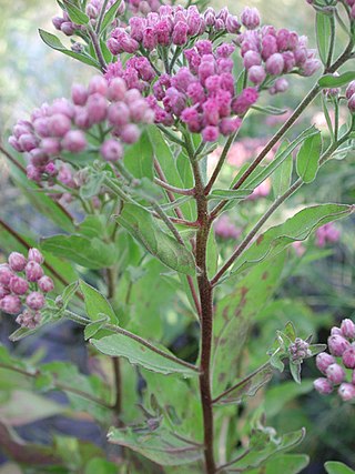 <span class="mw-page-title-main">Plucheeae</span> Tribe of flowering plants