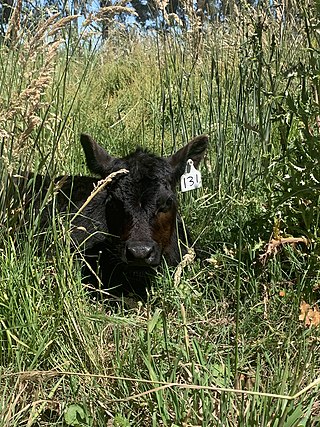 <span class="mw-page-title-main">Calf (animal)</span> Young of domestic cattle