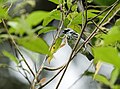 Poecilostreptus palmeri - Gray-and-gold Tanager.jpg