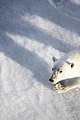 Polar Bear (19585212346).jpg