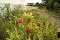 Poppies by the footpath - geograph.org.uk - 3015134.jpg