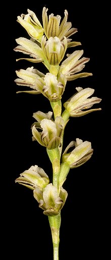 Prasophyllum cyphochilum (6724980267).jpg