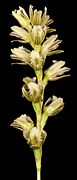 Prasophyllum cyphochilum