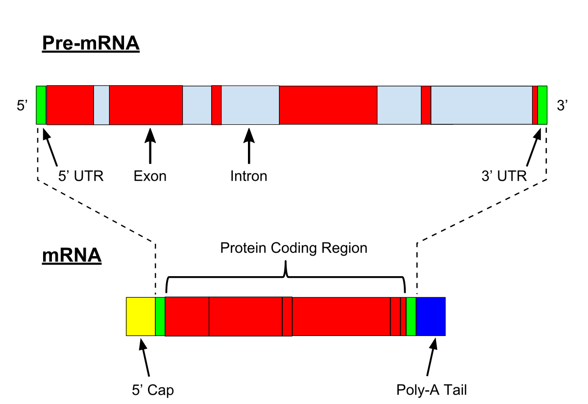 5 Pre-mRNA is transcribed from a gene. It is then processed through a