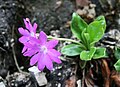 Clusius-Primel (Primula clusiana)