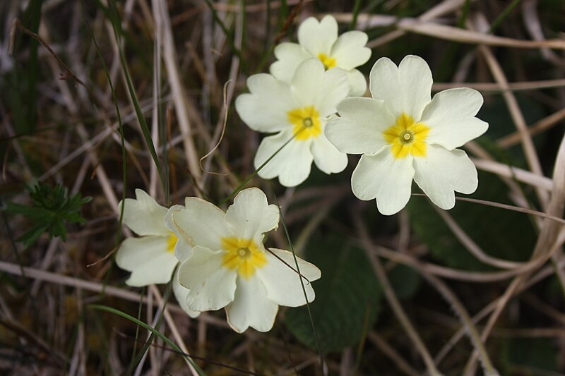 File:Primula vulgaris, Skye - img 25221.jpg