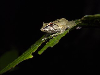 <i>Pristimantis silverstonei</i> Species of frog