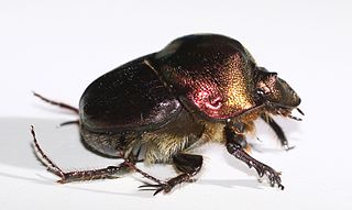 <i>Proagoderus</i> Genus of beetles