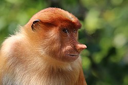 Proboscis monkey (Nasalis larvatus) female Labuk Bay.jpg