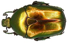 Protaetia affinis (Andersch, 1797) (2946618277).jpg