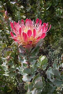 <i>Protea eximia</i> Species of flowering plant in the family Proteaceae