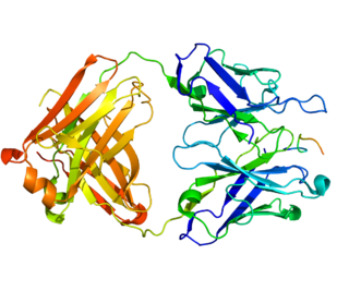 <span class="mw-page-title-main">Carbonic anhydrase 9</span> Enzyme found in humans