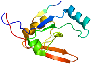 <span class="mw-page-title-main">Serine protease HTRA1</span> Protein-coding gene in the species Homo sapiens