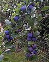 Prunus domestica subsp insititia.jpg