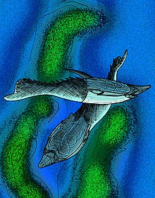 Pteraspis rostrata restoration.jpg