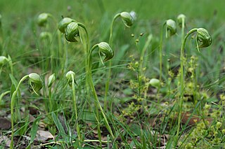 <i>Pterostylis nutans</i> Species of orchid