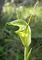 Pterostylis obtusa