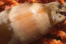 The egg case of the puffadder shyshark has a different color pattern than those of other shysharks. Puffadder shyshark egg case.jpg