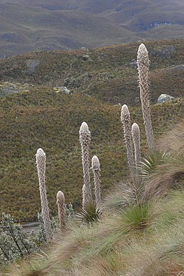 Inflorescences