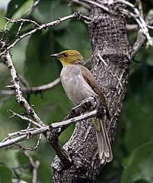 The yellow-throated bulbul (Pycnonotus xantholaemus) Pycnonotus xantholaemus.jpg