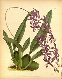 plate 317 Mesospinidium vulcanicum Oncidium vulcanicum