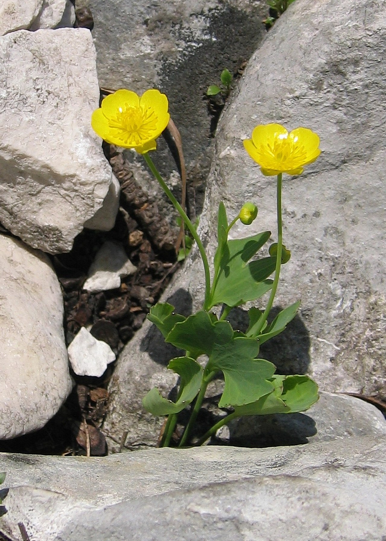 Ranunculus pygmaeus