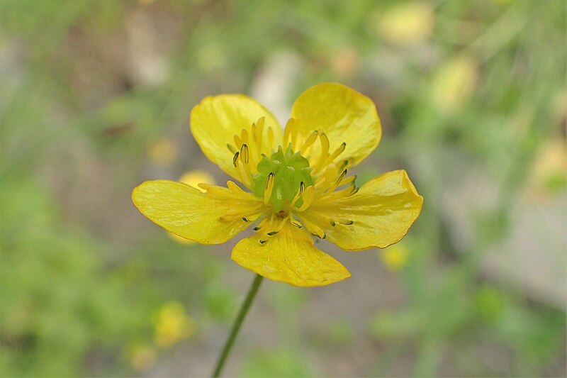 File:Ranunculus velutinus kz01.jpg