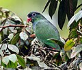 Thumbnail for Red-billed parrot