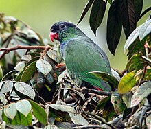 Red-billed Parrot.jpg