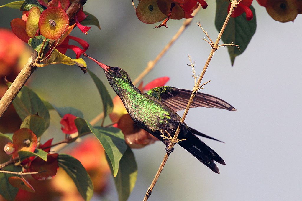 1024px-Red-billed_streamertail_%28Trochilus_poltmus%29_juvenile_male_feeding_2.jpg