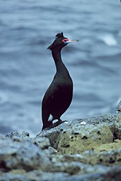 Kormoran czerwonolicy na Wyspach Pribilof, 5-1979 2.jpg