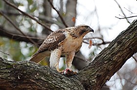 Red-tailed Hawk eating a squirrel (15919213342).jpg
