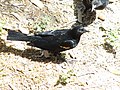 Red-winged blackbird