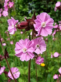 Red Campion by the bridleway to Chesterton - geograph.org.uk - 1302533.jpg