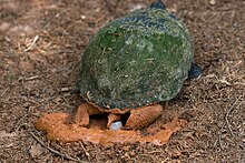 Female laying eggs in a nest she dug out with her hind legs Red Eared Slider laying egg.jpg