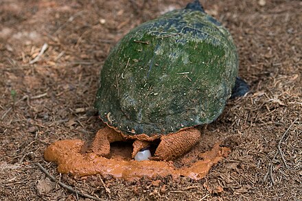 Красноухая черепаха откладывает яйца. Черепашьи яйца. Черепаха откладывает яйца jpeg. Черепахи откладывают яйца в песок.