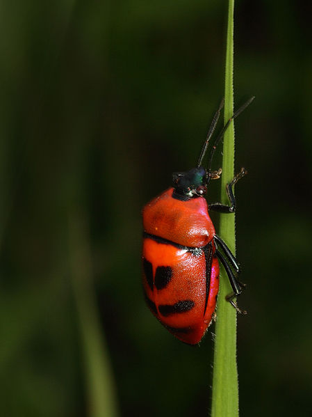 File:Red Jewel bug from Java (6172427923).jpg