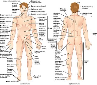 List of human anatomical regions