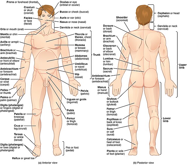 List of human anatomical regions - Wikipedia