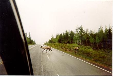 Reindeer crossing a highway in Lapland; wait for all of the herd to pass.