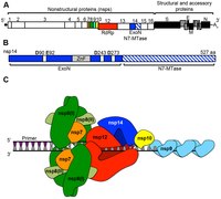 Replikační-transkripční komplex koronavirů složený ze 16 nestrukturních proteinů