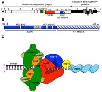 Replikační-transcripční komplex koronavirů