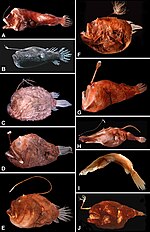 Vorschaubild für Tiefsee-Anglerfische