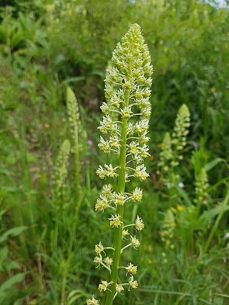 File:Reseda lutea Blütenstand.jpg