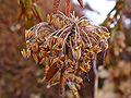 Rhododendron tomentosum 004.JPG
