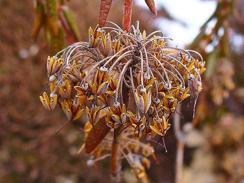 Infrutescences of the previous year with burst open fruits