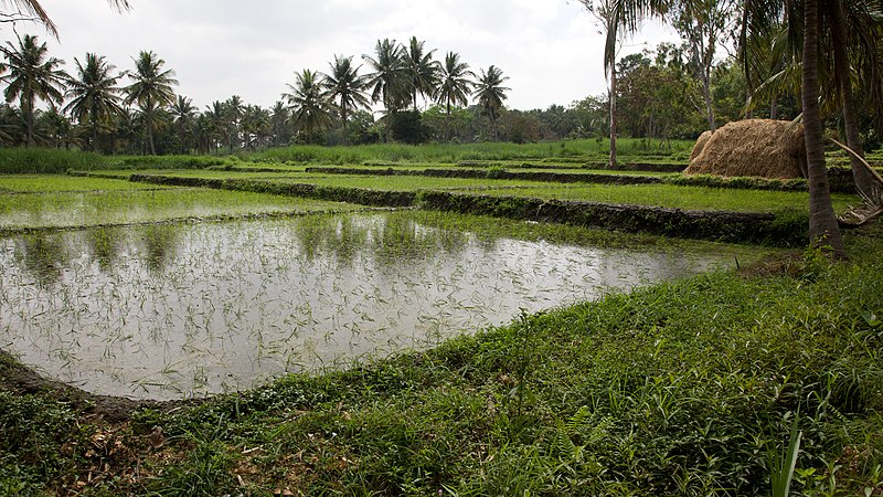 File:Rice paddies (15310330226).jpg