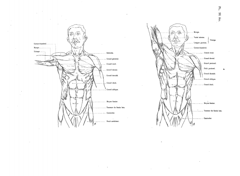 File:Richer - Anatomie artistique, 2 p. 113.png